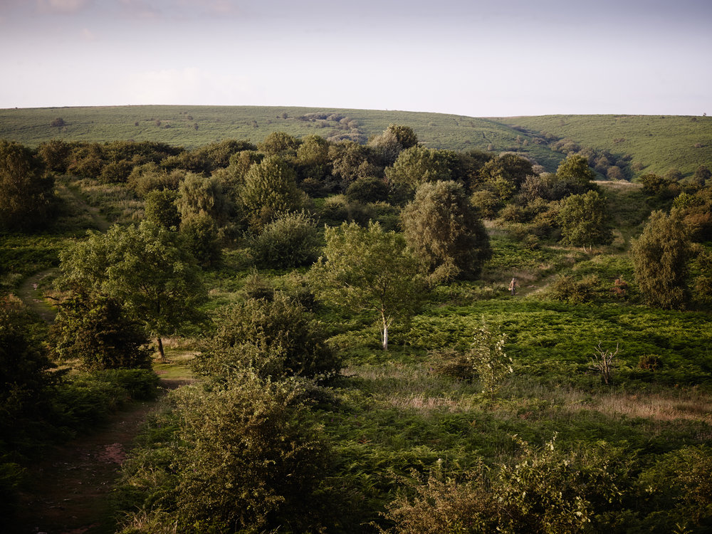Foraging Landscape Credit Jason Ingram.jpg
