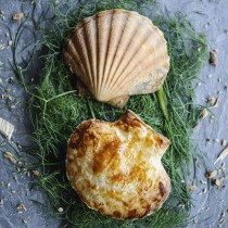 175_scallop_shells